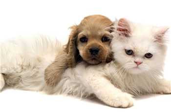 Gato e Cachorro -feira de adoção